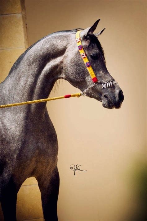 Arabian Horse Arabian Horse Show - Western Competition Egyptian Stallion Breeding | Egyptian ...