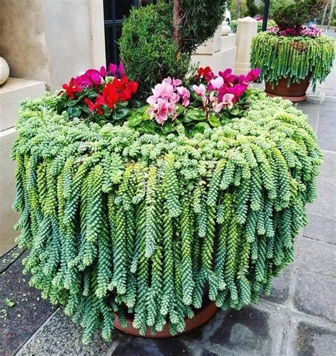 Growing Succulents Outdoors: Tips and Tricks - Succulent Source