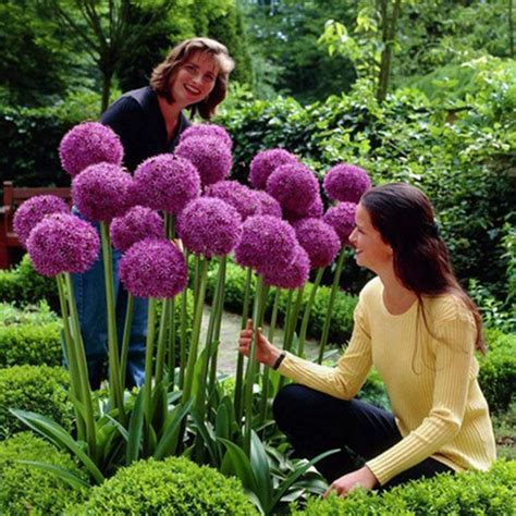 Giant Onion Seeds - Globemaster (Allium Giganteum) - Price €1.95