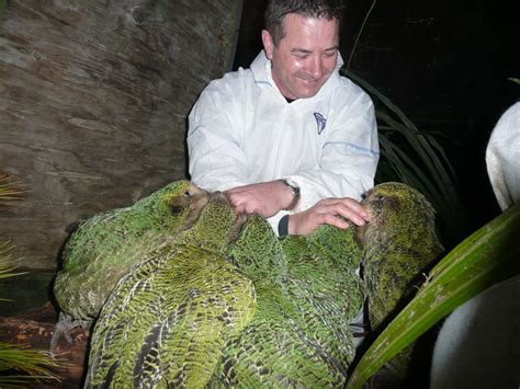 50 Kooky Kakapo Facts: The Only Flightless Parrot | Facts.net