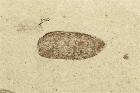 .30" Fossil Beetle (Coleoptera) Elytron - Bois d’Asson, France (#254229) For Sale - FossilEra.com