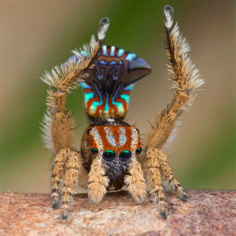 The Austrialian peacock spider goes viral | Magazine Articles | WWF