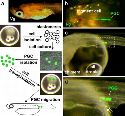 Proper migration of PGCs formed in blastomere culture. a Representation ...