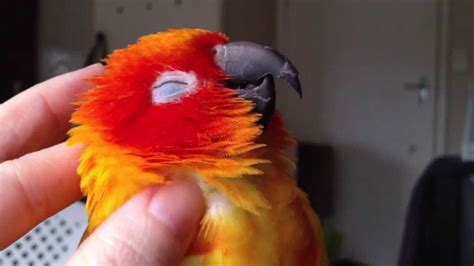 A Funny and Cute Parrots Compilation - Cutest Parrot Videos Ever | ADEW Pets Centre