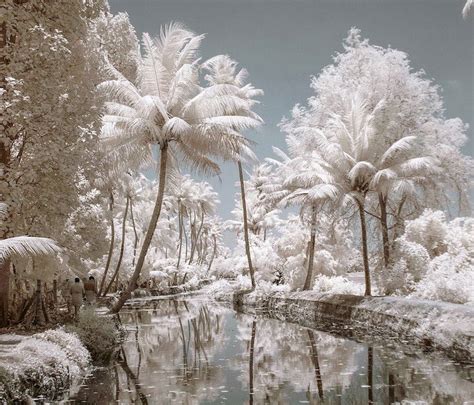 7 Best Infrared Filters in 2024 (Experimental & Creative!)