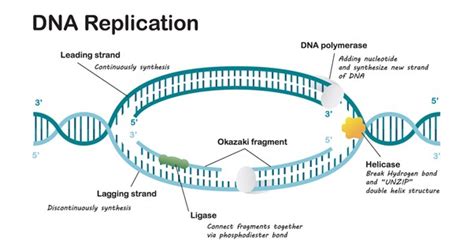 Dna Ligase