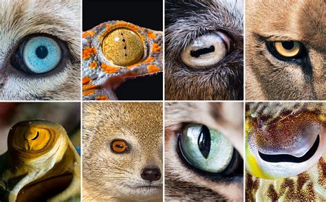 Different Types Of Animal Eyes