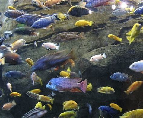 African Cichlids ~ Breeding Fish