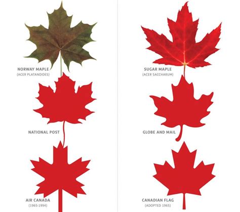 The Globe and Mail: The Norway maple is a bully, and shouldn’t be confused with the sugar maple ...