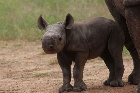 Baby Black Rhinoceros