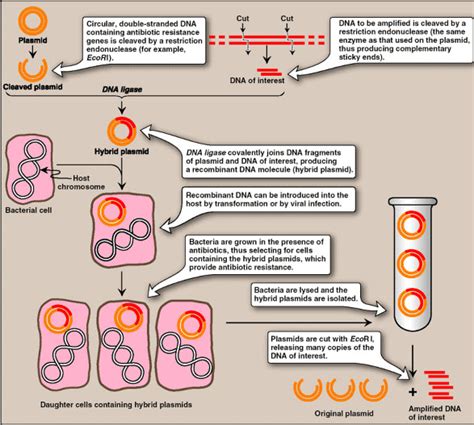 Gene cloning - steps and applications ~ Medicine Hack