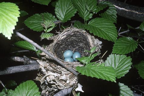 Wood Thrush Nest Photograph by Nicholas Bergkessel Jr