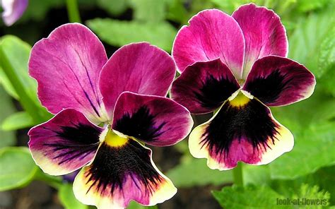 Pansy flower|Pictures of flowers