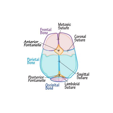 Embryology Glossary: Skull Development | Draw It to Know It