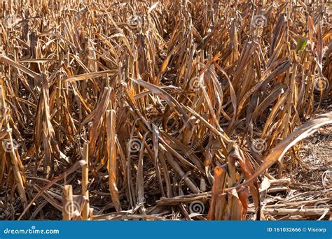 Millet or Sorghum Field after Harvest Stock Photo - Image of food, fertile: 161032666