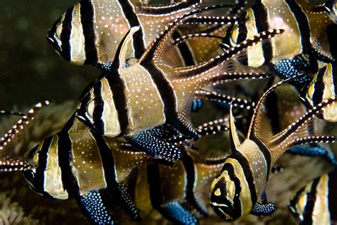 aquarium-reef-fish-banggai-cardinalfish | Tropical fish pictures, Aquarium fish, Tropical fish