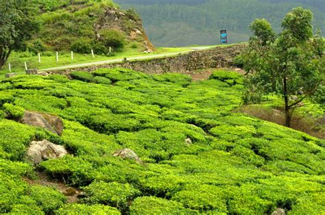 TEA GARDENS - PALAMPUR Photos, Images and Wallpapers - MouthShut.com