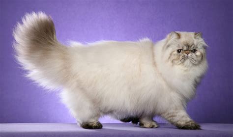 Persian Cat History, Personality, Appearance, Health and Pictures