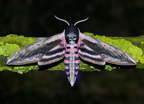 Sphinx ligustri(Privet Hawk-moths) photographed by Helen Turner in Peterborough UK | Moth, Hawk ...