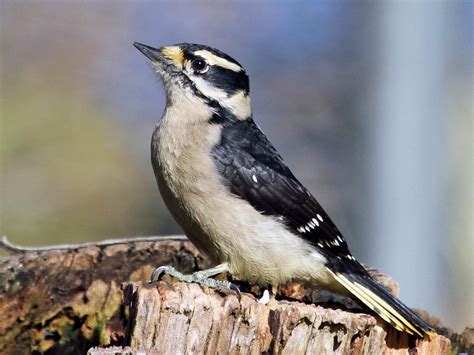 Downy Woodpecker | Celebrate Urban Birds