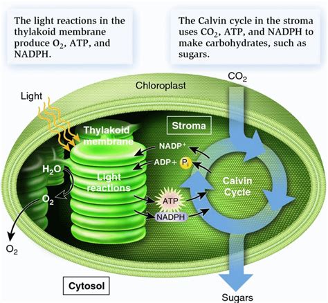 What is Photosynthesis: Light Reaction, Dark Reaction, and Significance - HubPages