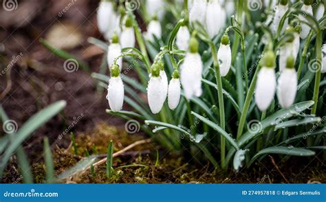 First Spring Snowdrop Flowers. Water Drops Stock Photo - Image of fresh ...