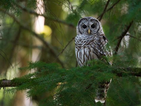 How Big Are Barred Owls? (Wingspan + Size) | Birdfact