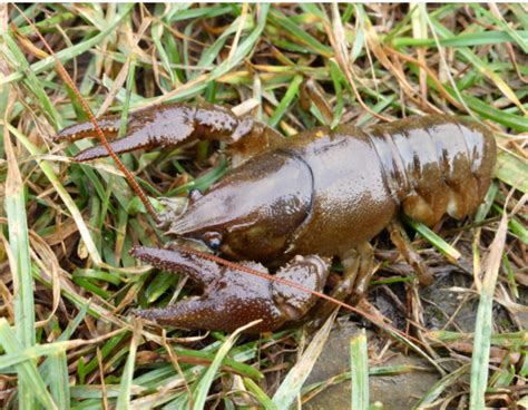 White-clawed Crayfish SAP – Nottinghamshire Biodiversity Action Group