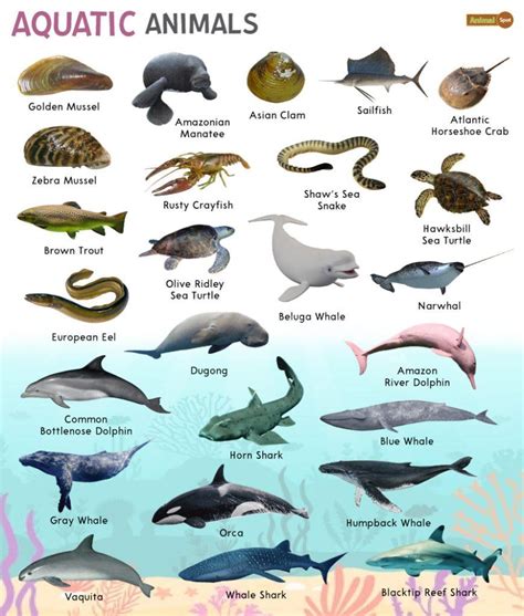 Aquatic Animals – Facts, List, Pictures