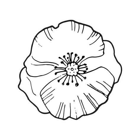 Hand drawing single poppy flower isolated on white ,top view, vector black and white doodle ...