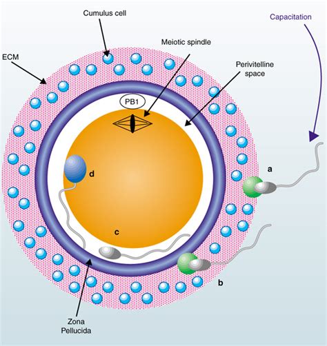 Zona pellucida. Causes, symptoms, treatment Zona pellucida