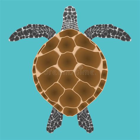 Turtle Top View Stock Illustrations – 818 Turtle Top View Stock Illustrations, Vectors & Clipart ...