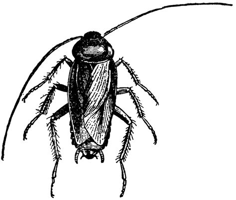 Free Cockroach Pictures Images, Download Free Cockroach Pictures Images png images, Free ...