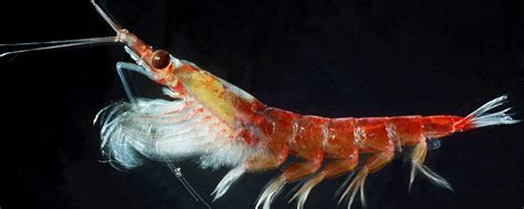 Antarctic Krill Swarm