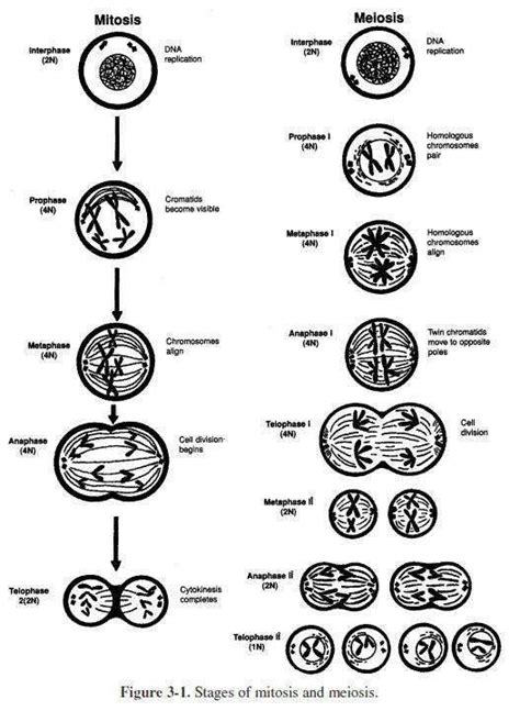 Cells Alive Mitosis Phase Worksheet