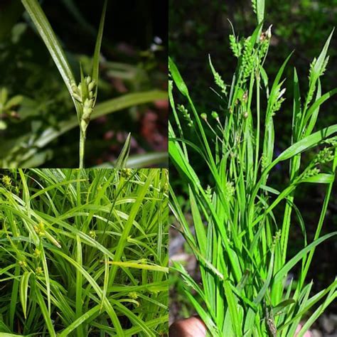 Seeds for Planting Carex Blanda Seeds Common Wood Sedge - Etsy