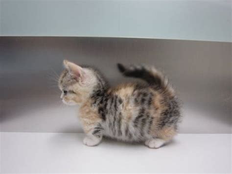 The Most Adorable Munchkin Cat Breeds