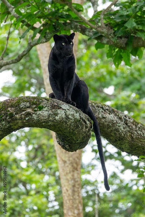 The black panther in his habitat .The rare pose captured Stock Photo | Adobe Stock