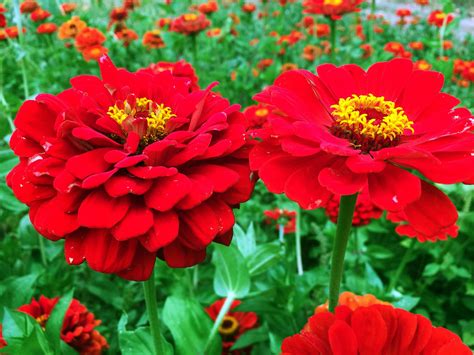 Zinnia, Red Beauty