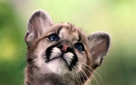 Cute Wild Animals Wallpapers - Top Free Cute Wild Animals Backgrounds - WallpaperAccess