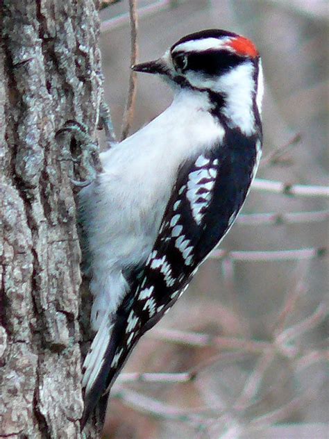 File:Downy Woodpecker-Male.jpg