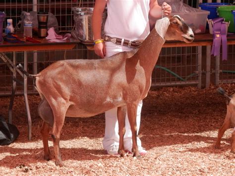 Nubian Dairy Goats - Buck Brush Acres Nubian & Saanen Dairy Goats Oregon