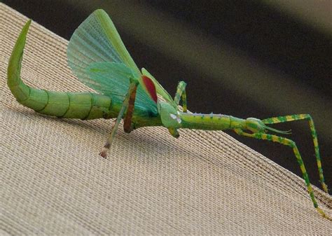 a close up of a green insect on a surface