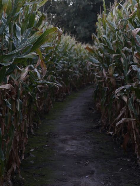 Looking for a Scary Corn Maze? 13 Best Haunted Corn Mazes in the USA