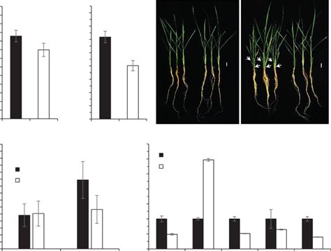 The mutation of HTD12 affects strigolactone biosynthesis. Comparison of... | Download Scientific ...