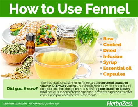 Fennel | HerbaZest