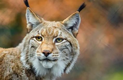 Lynx - Description, Habitat, Image, Diet, and Interesting Facts