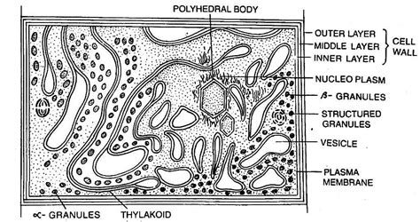 Cyanobacterial Cell - Biology Learner