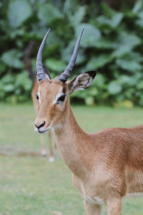 Close up of Kudu Antelope · Free Stock Photo