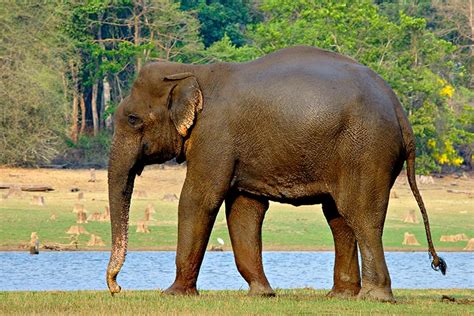 Picture 7 of 12 - Indian Elephant (Elephas Maximus Indicus) Pictures & Images - Animals - A-Z ...